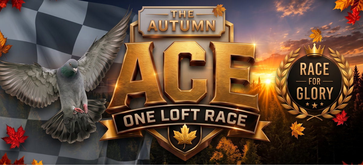 The Autumn Ace One Loft Race — Race for Glory